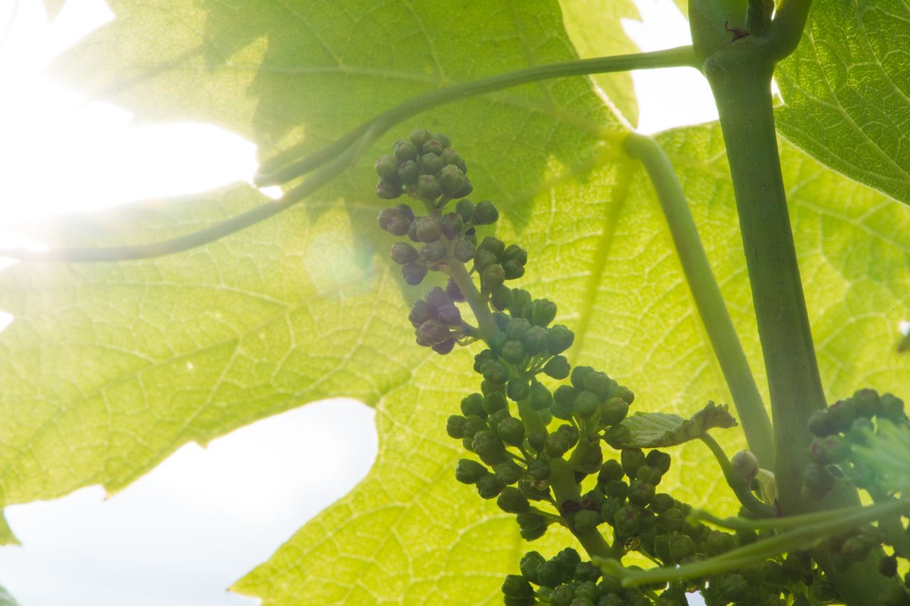 Vignoble Macro 7-Boutons floraux WER_9797